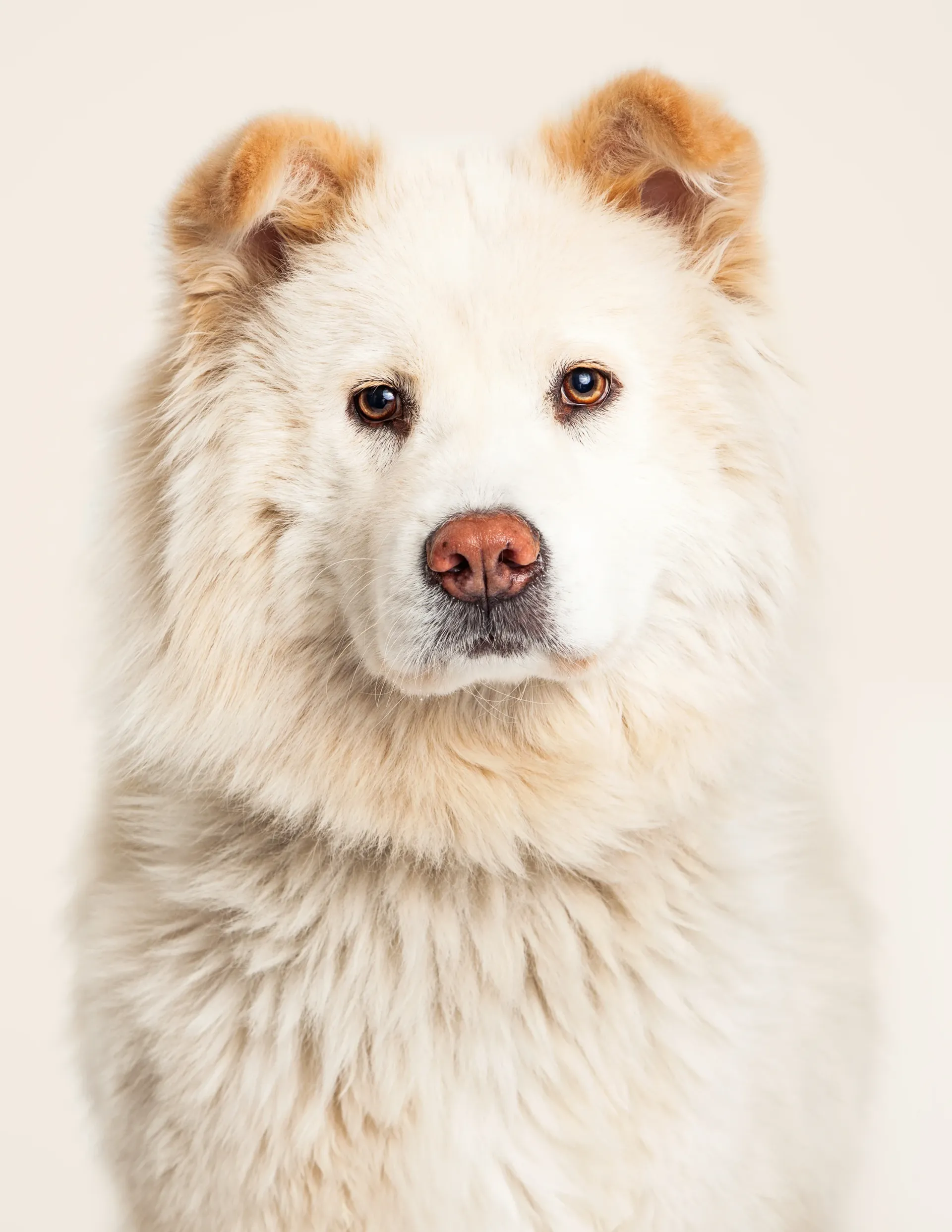 closeup-white-chow-mixed-breed-dog-2024-09-16-09-25-53-utc.webp