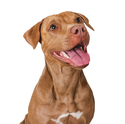 Remove background project (2).png